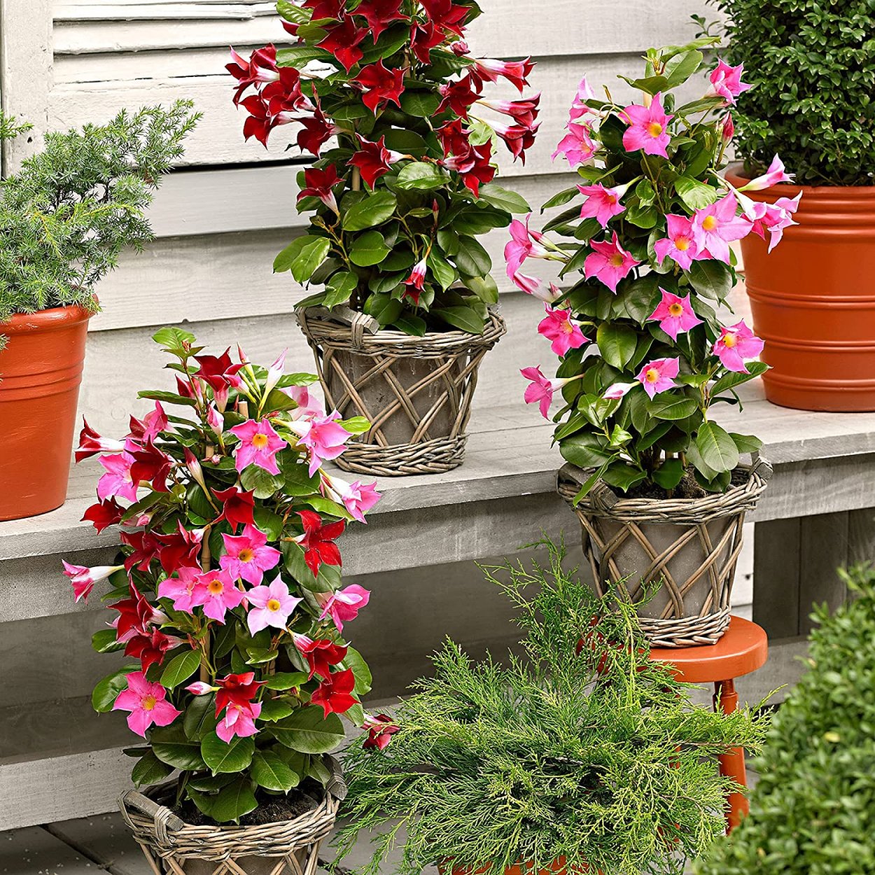 Мандевилла дипладения Королева комнатных