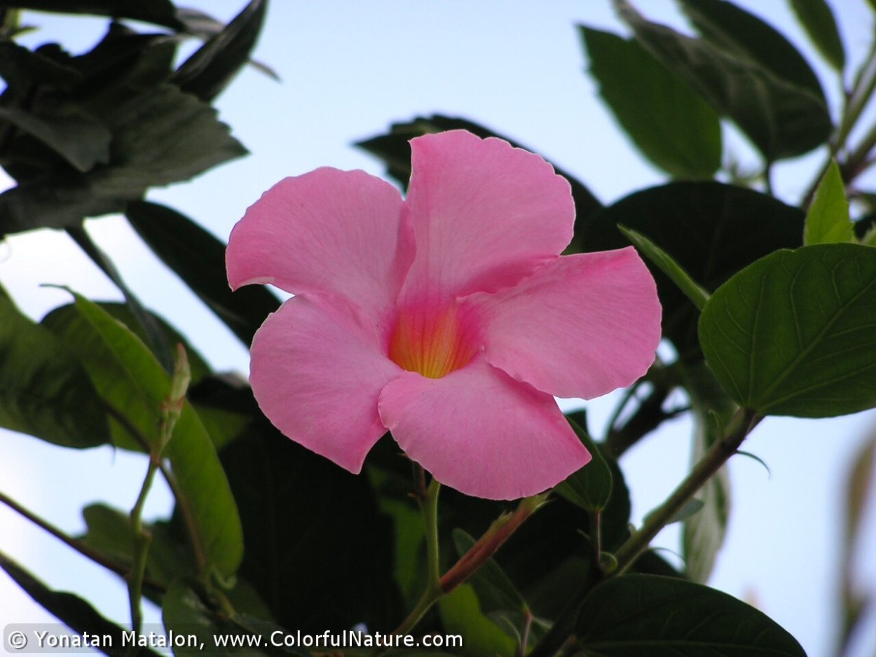 Мандевилла блестящая