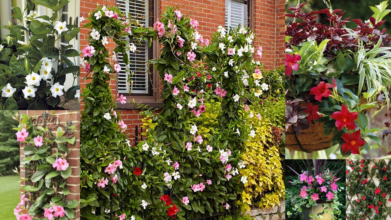 Дипладения мандевилла