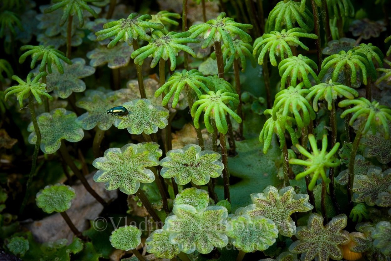 Маршанция мох