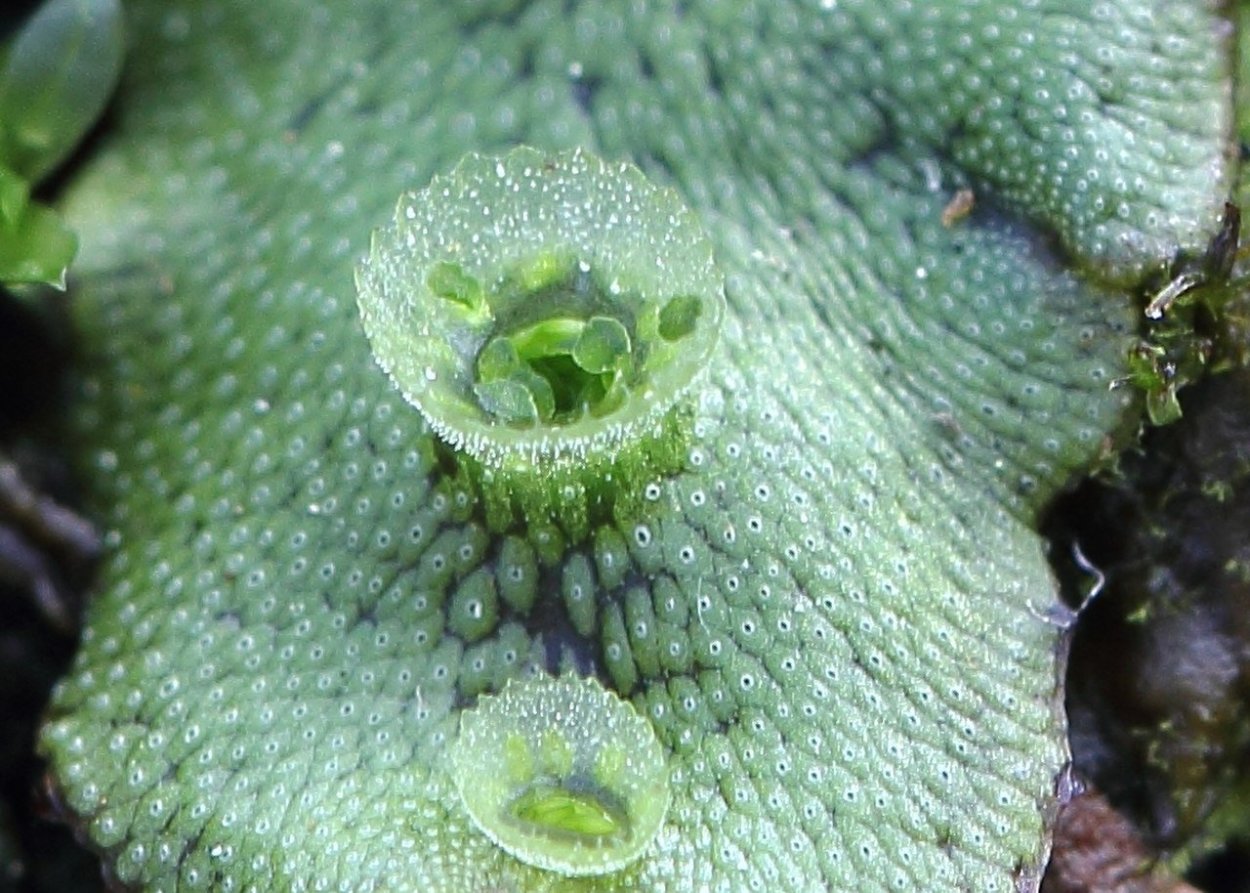 Marchantia polymorpha