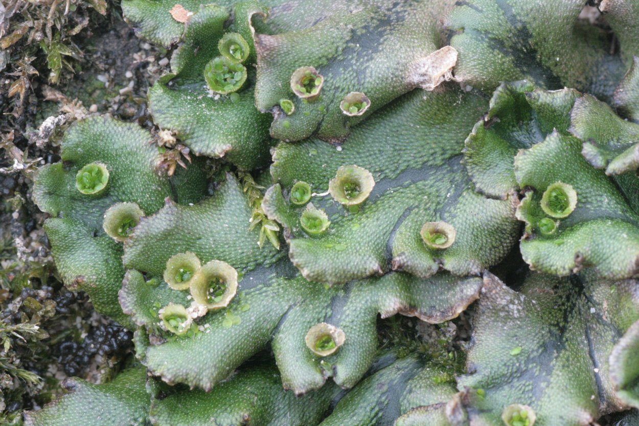 Marchantia polymorpha