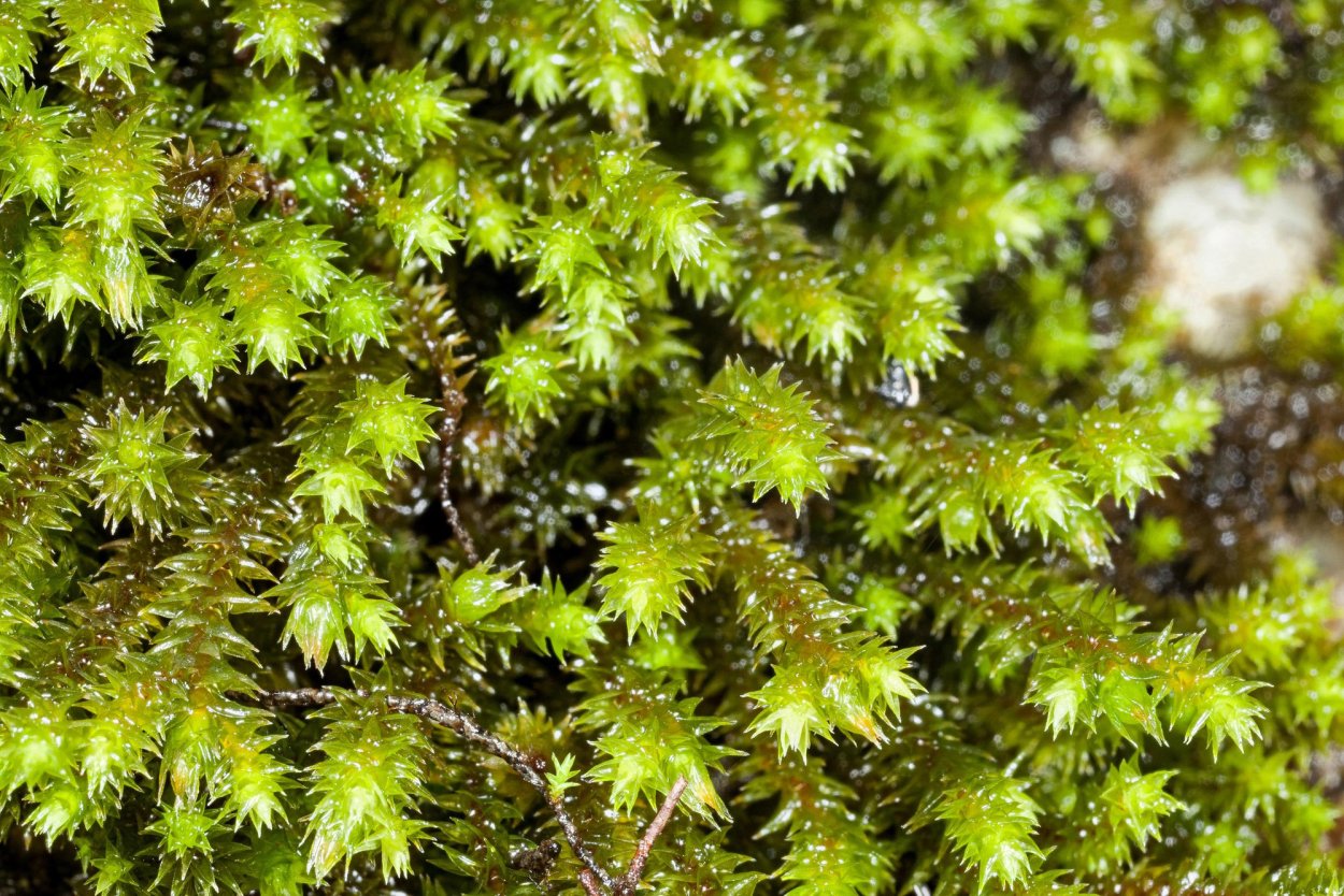 Торфяной мох плаун маршанция Сальвиния