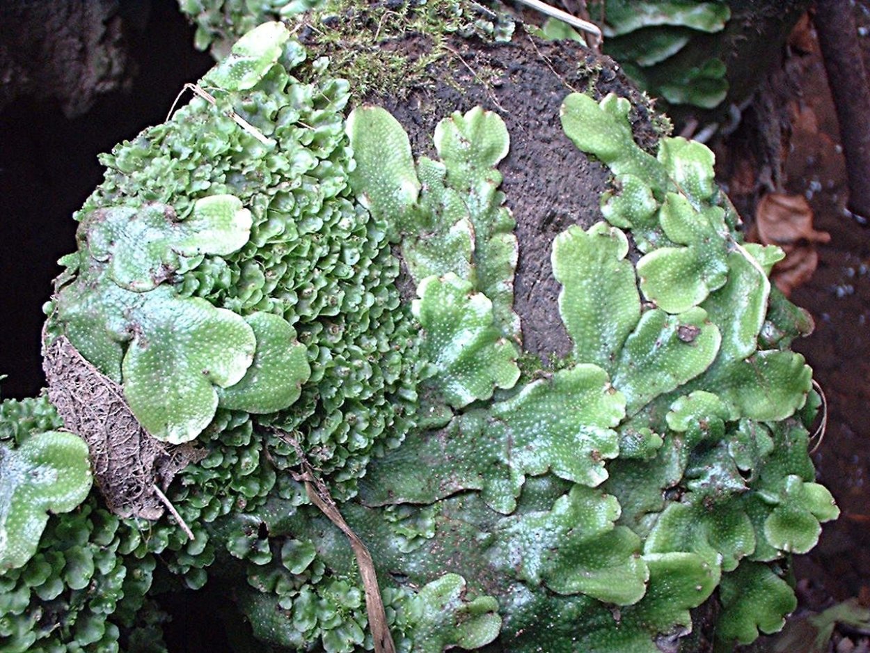 Pellia liverwort