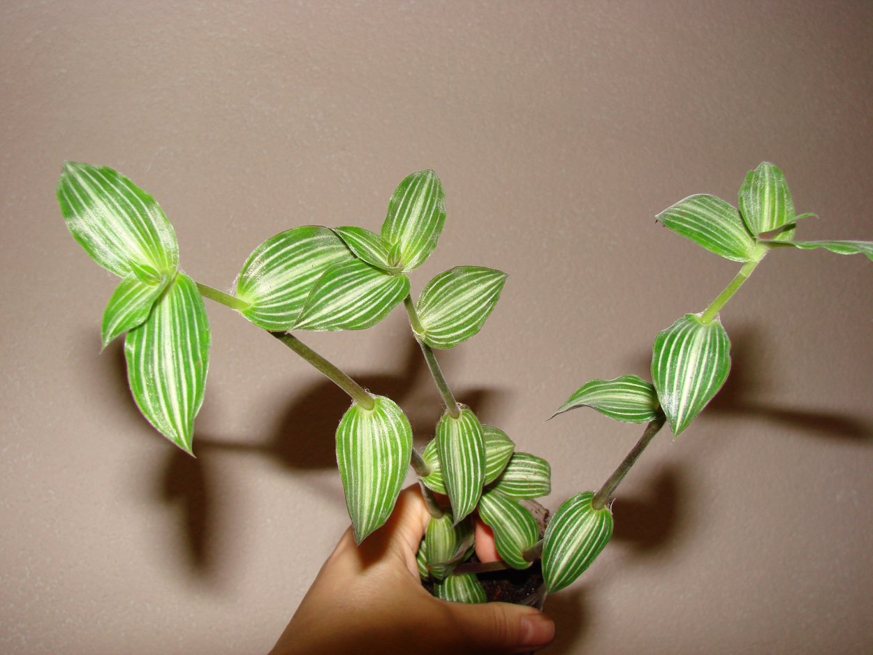 Традесканция каллизия