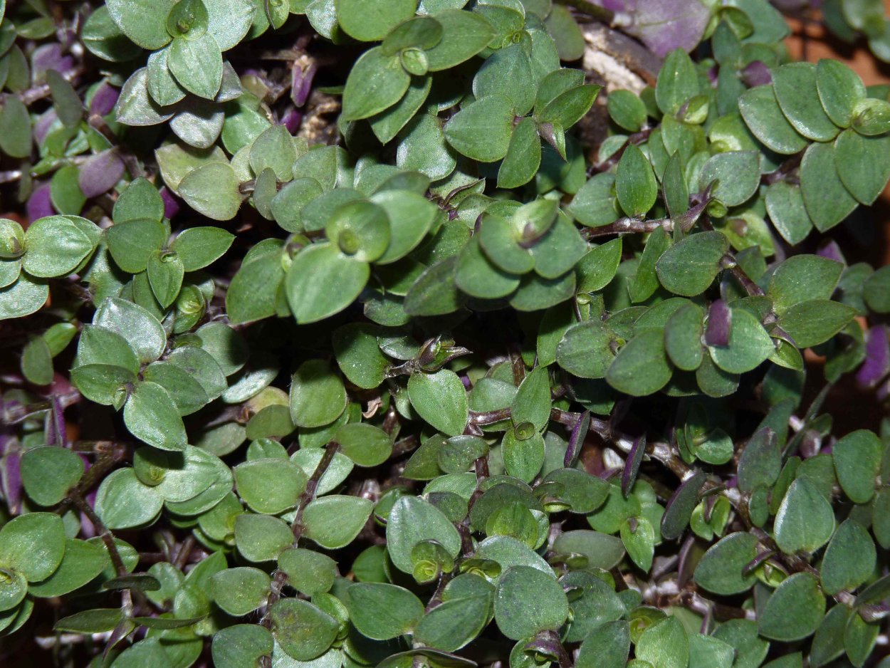 Каллизия мелколистная ползучая