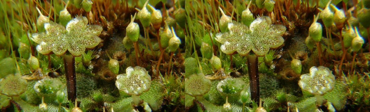 Маршанция стробилы