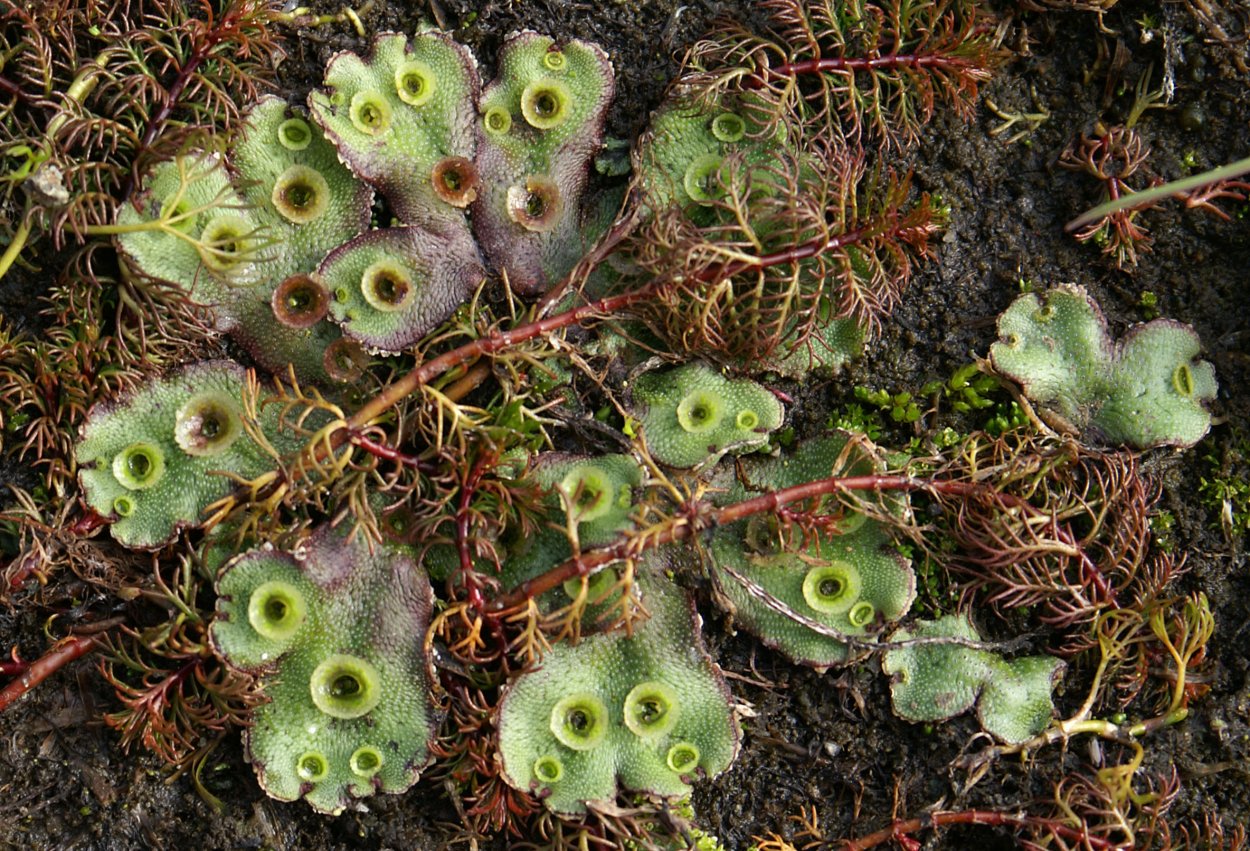 Печеночный мох маршанция