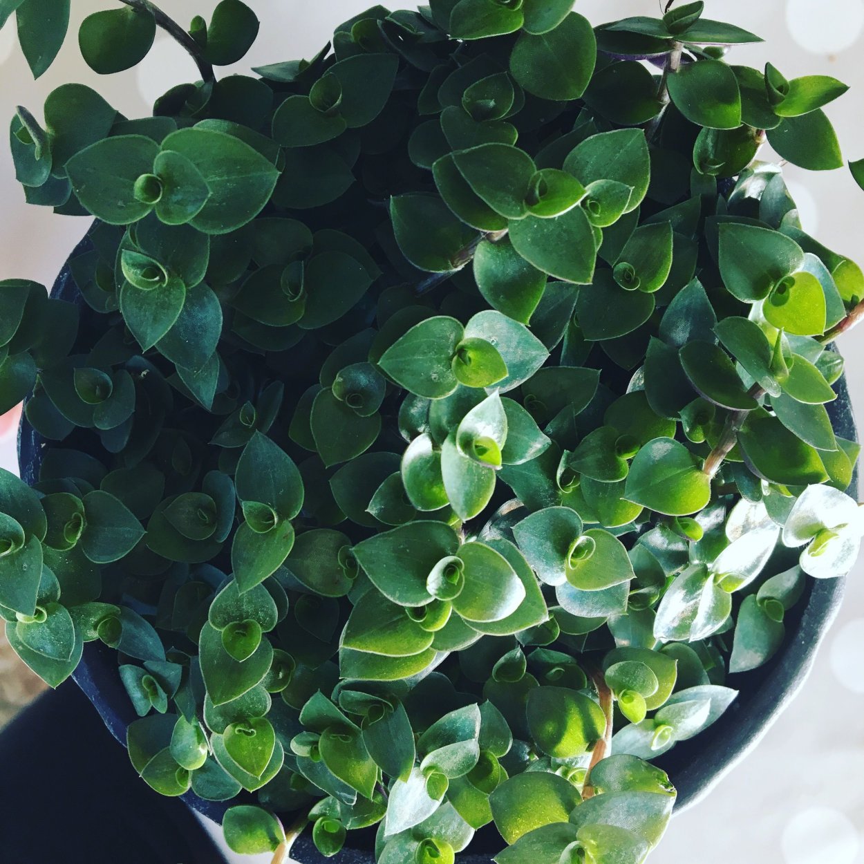 Каллизия Репенс