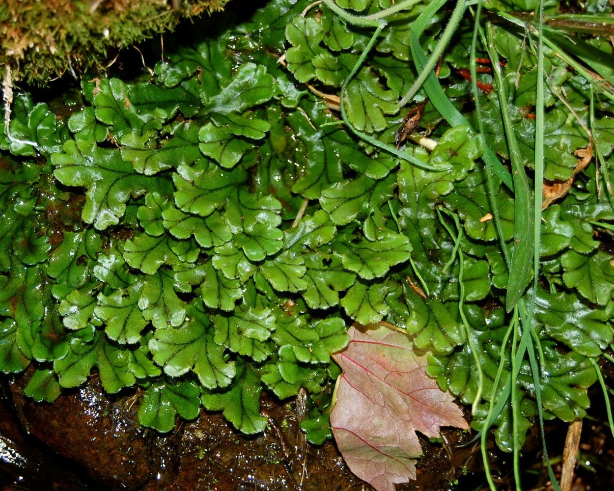 Сфагнум маршанция