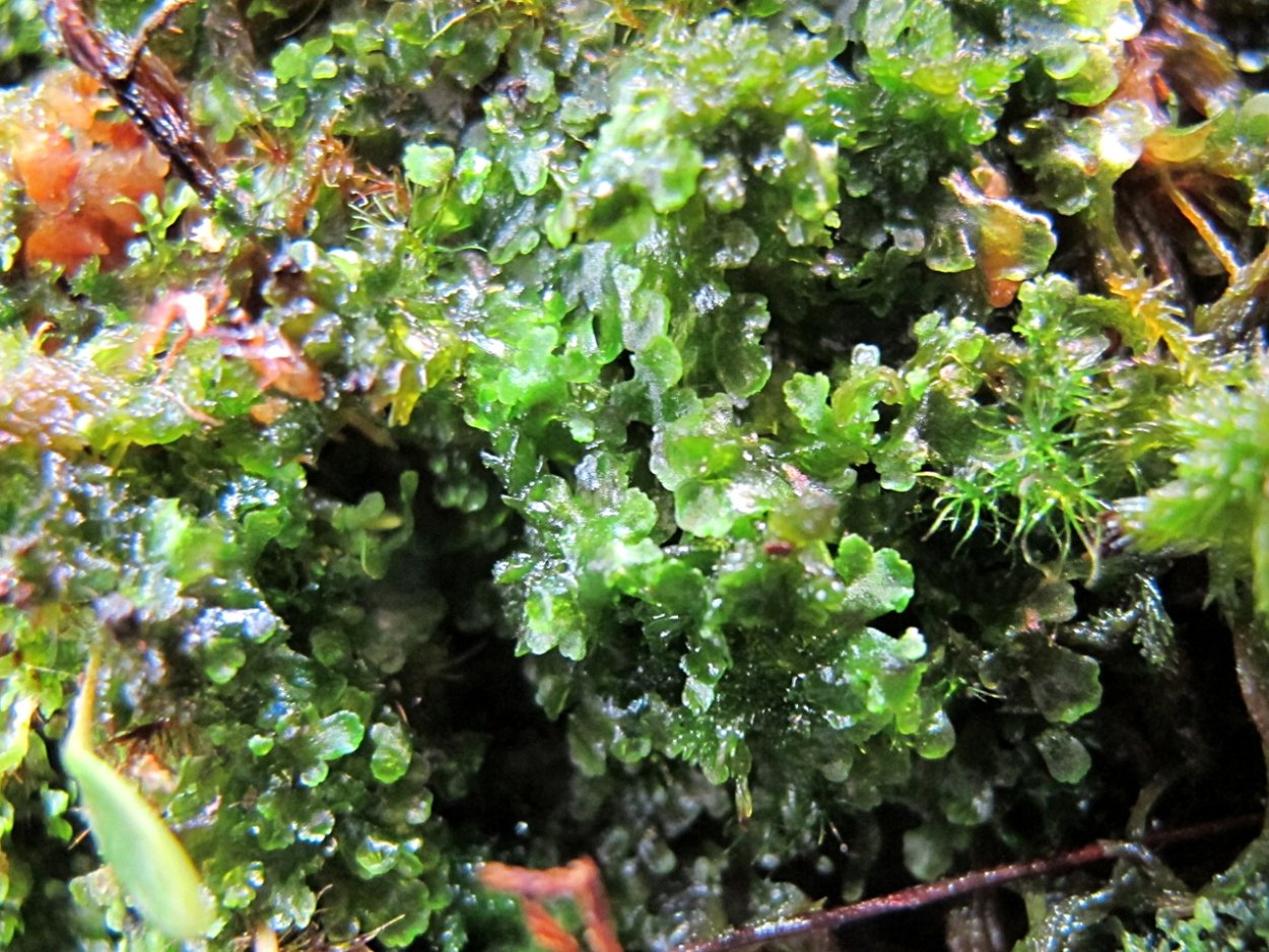 Печёночники мхи маршанция