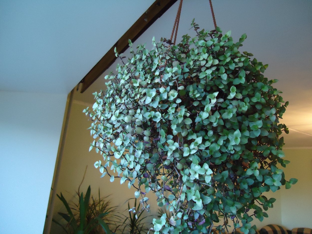 Традесканция мелколистная каллизия ползучая