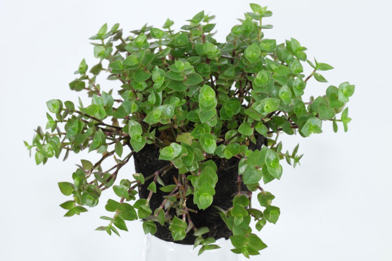 Каллизия мелколистная зеленая