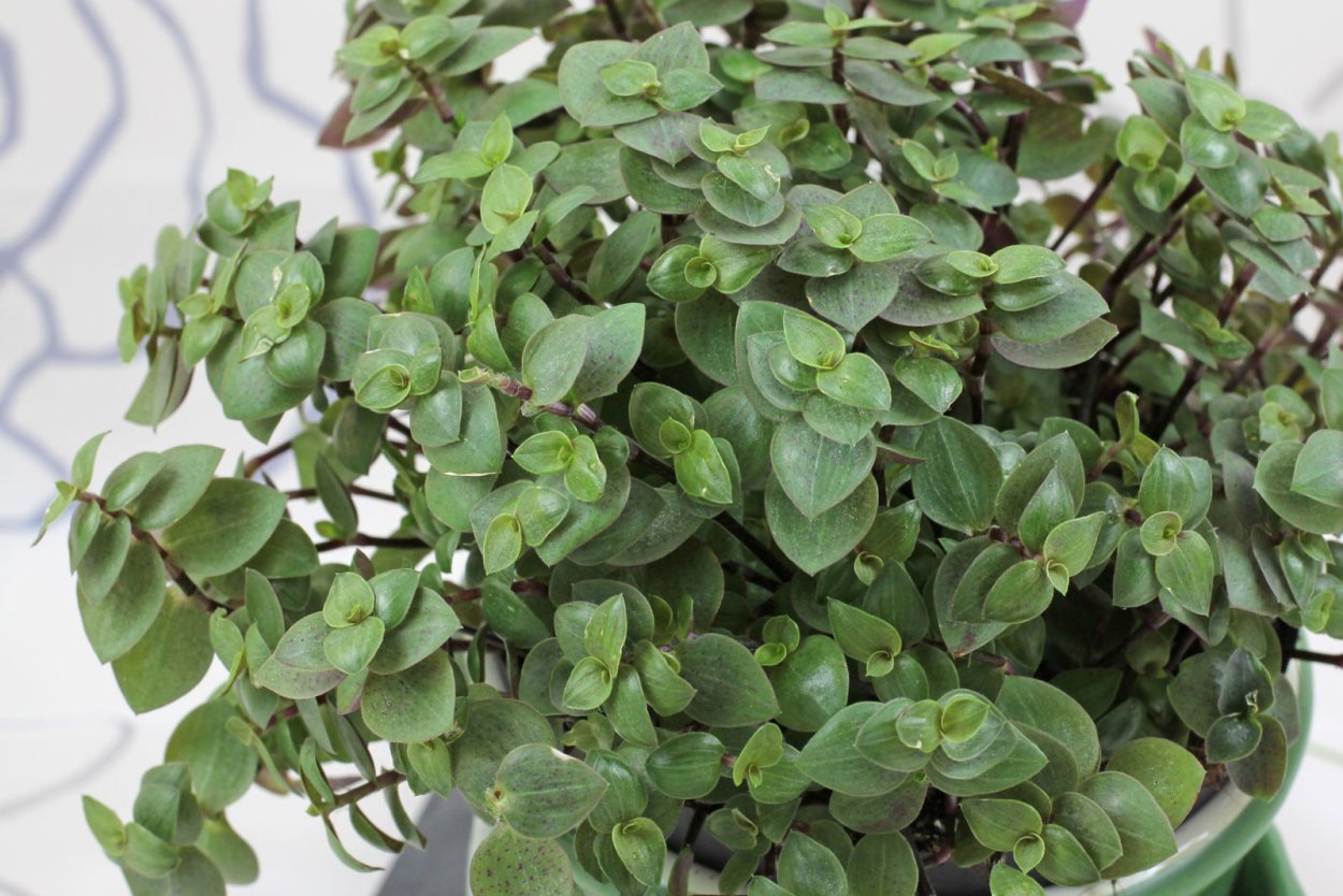 Каллизия ползучая