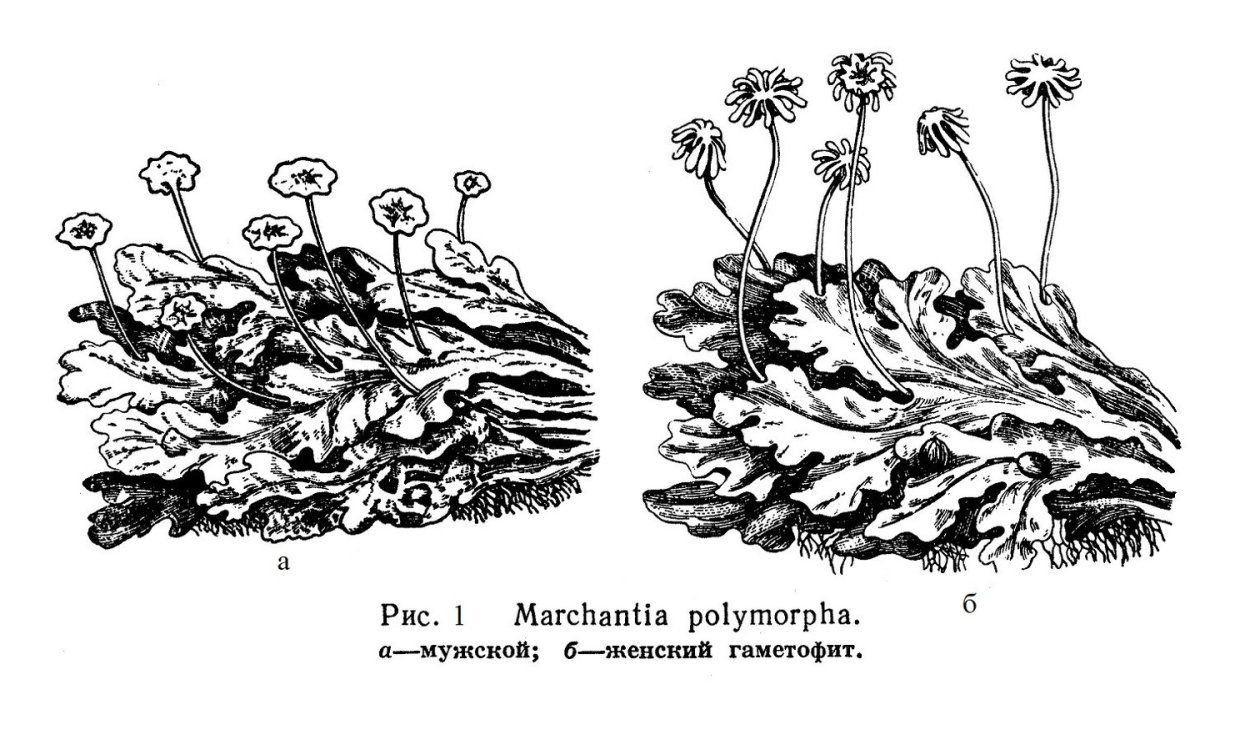 Коробочка маршанции