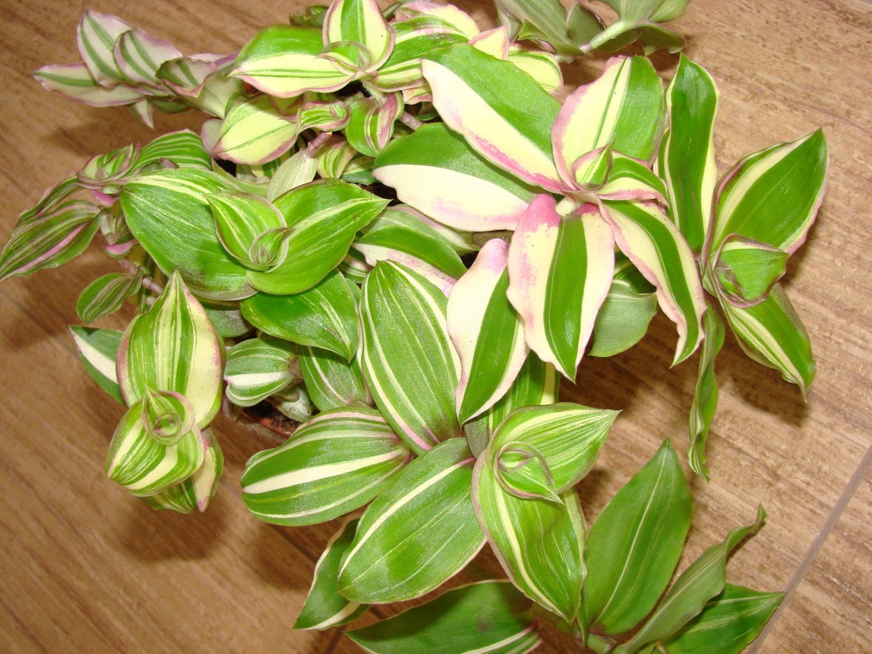 Традесканция каллизия