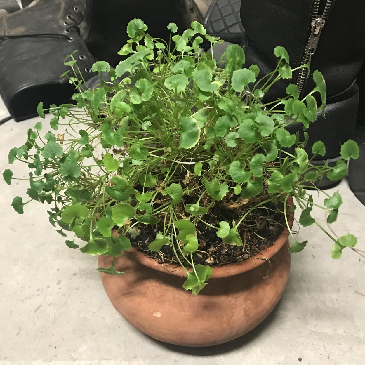 Коллизия Грин