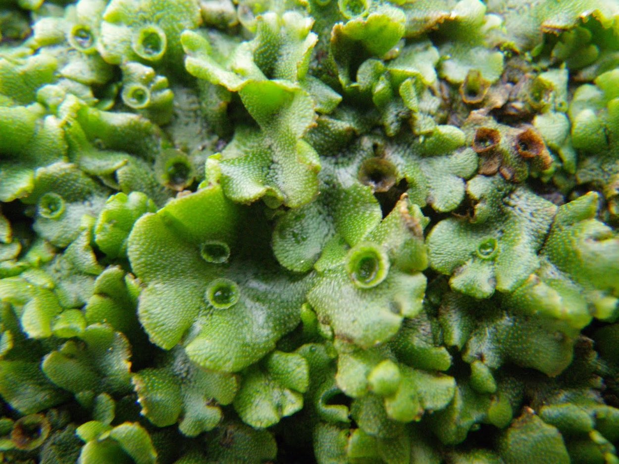 Гаметофит мха маршанция