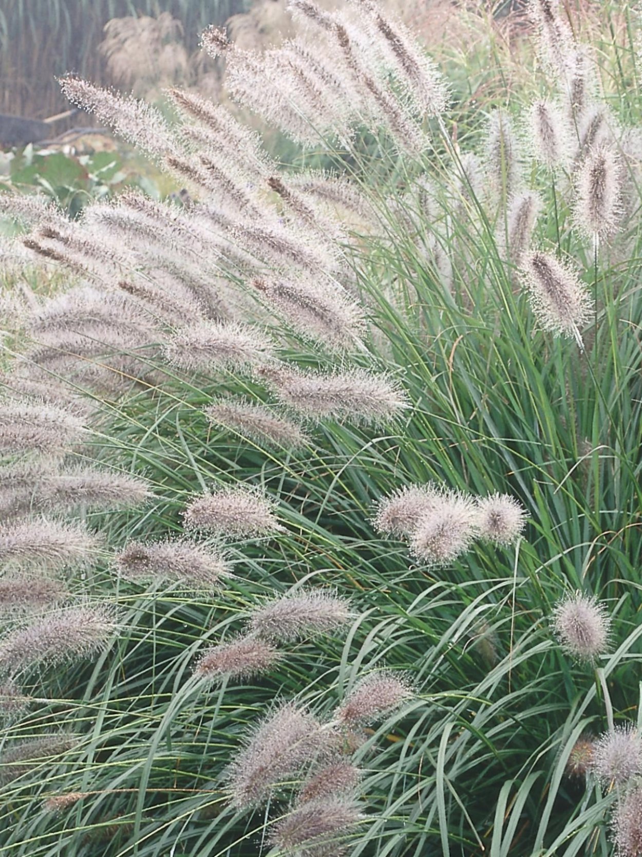 Мискантус Gracillimus