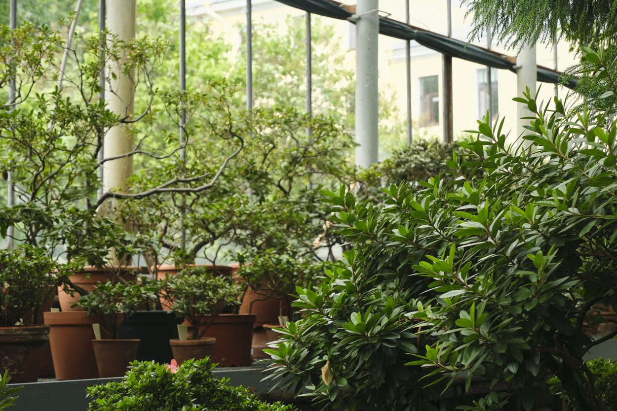 Оранжерея Лонгвуд Гарденс