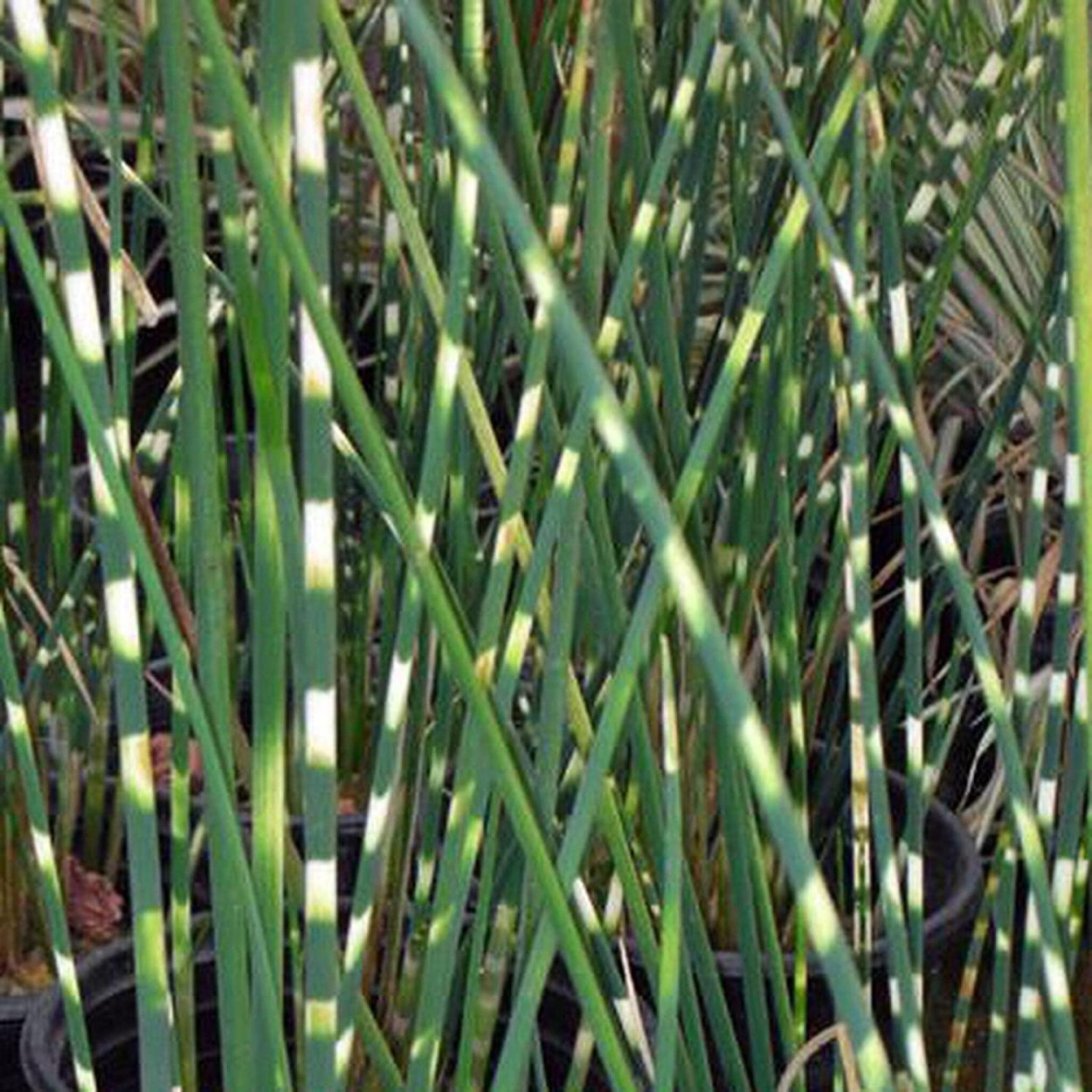 Пеннисетум Herbstzauber»