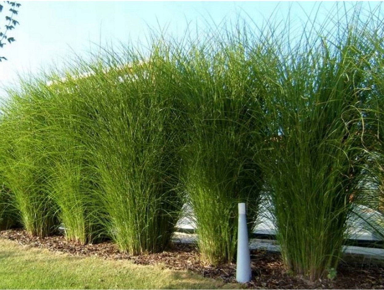 Кортадерия Селло Вайт