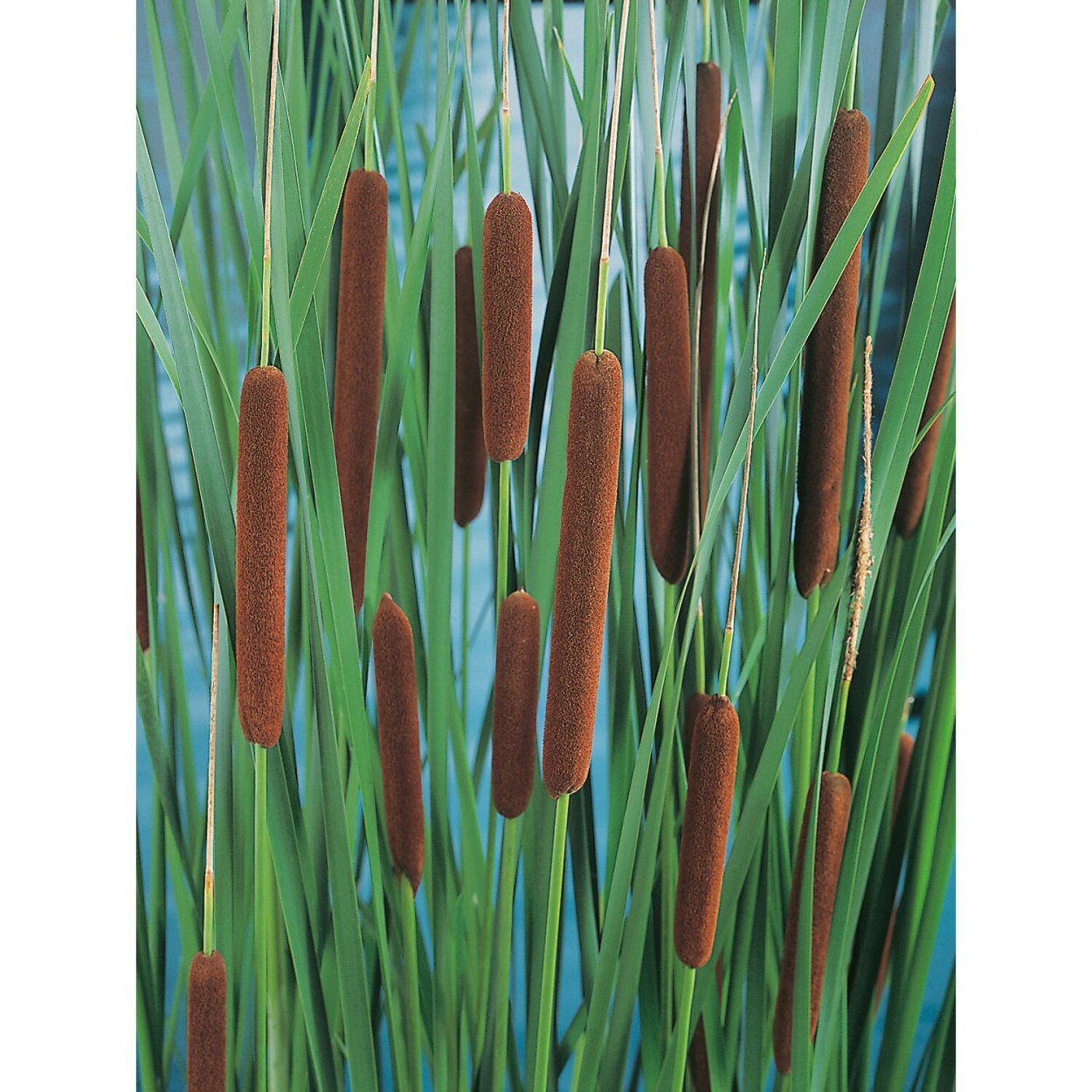 Молиния тростниковая Карл Форстер