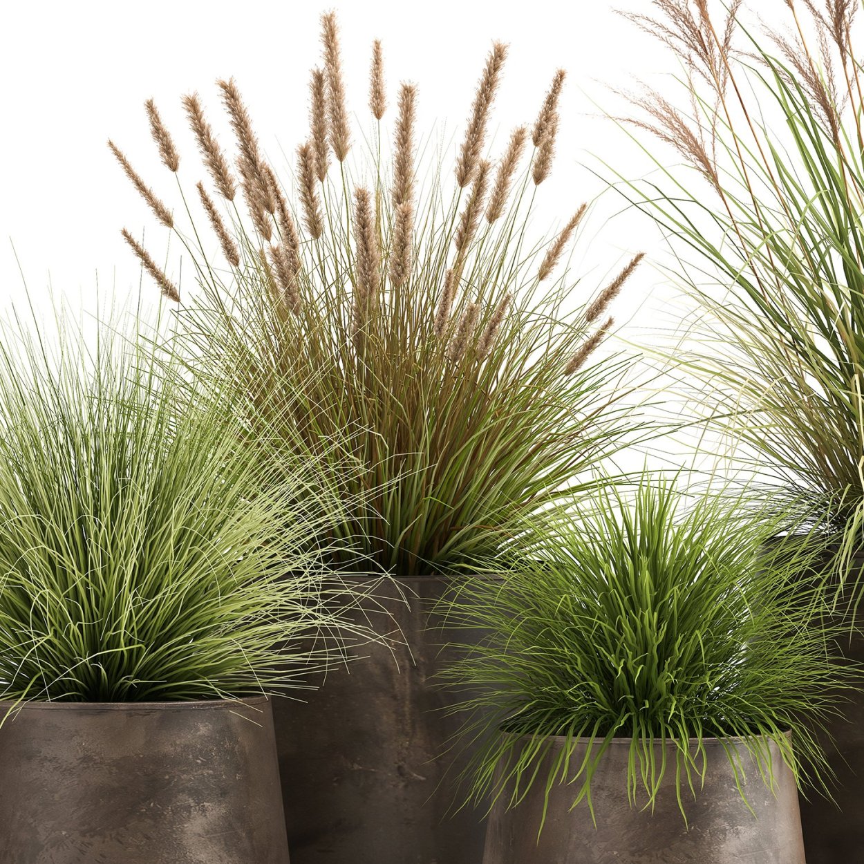 Камыш для декора