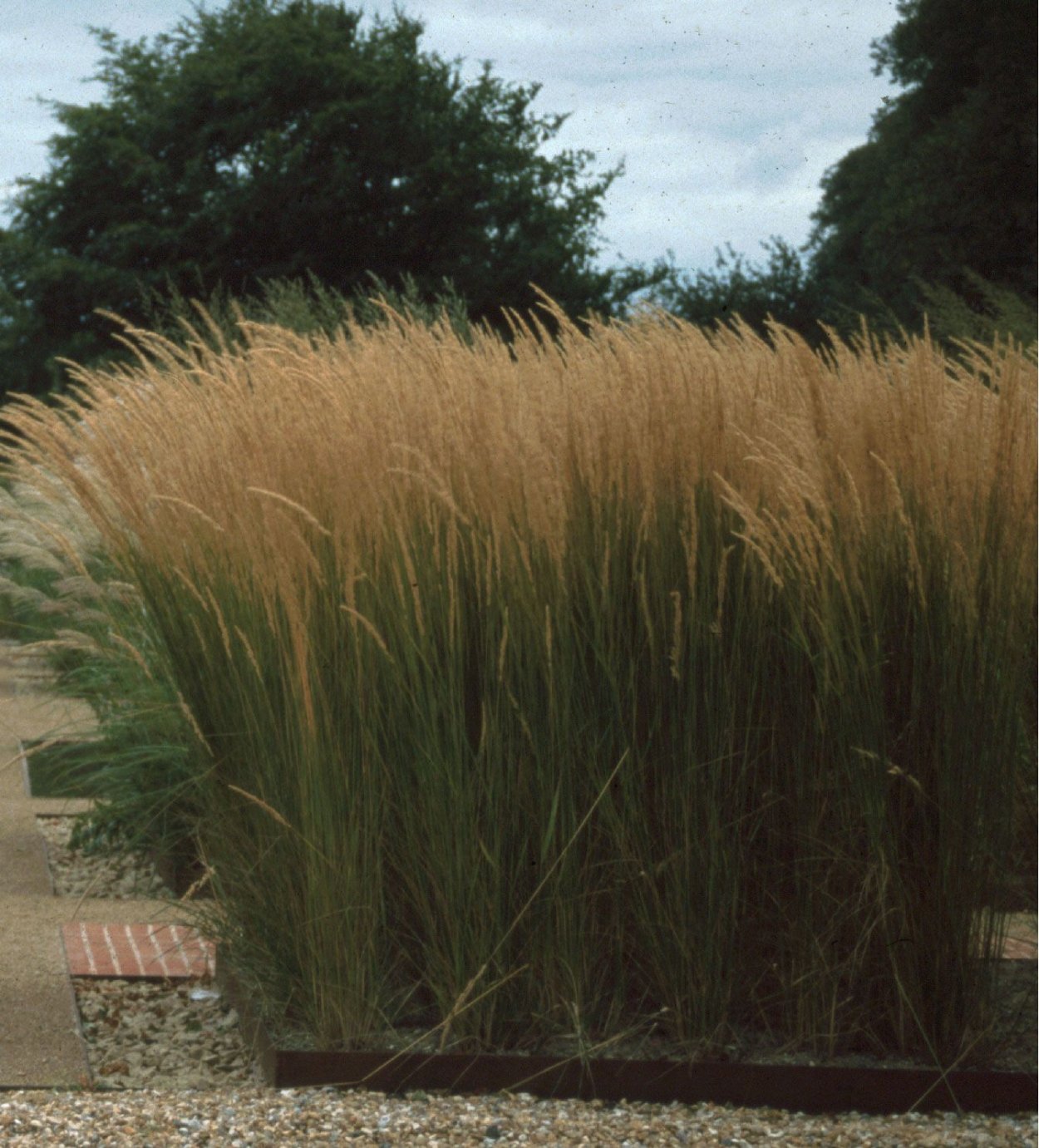 Камыш мискантус