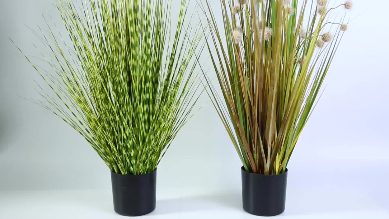 Камыш черносемянный