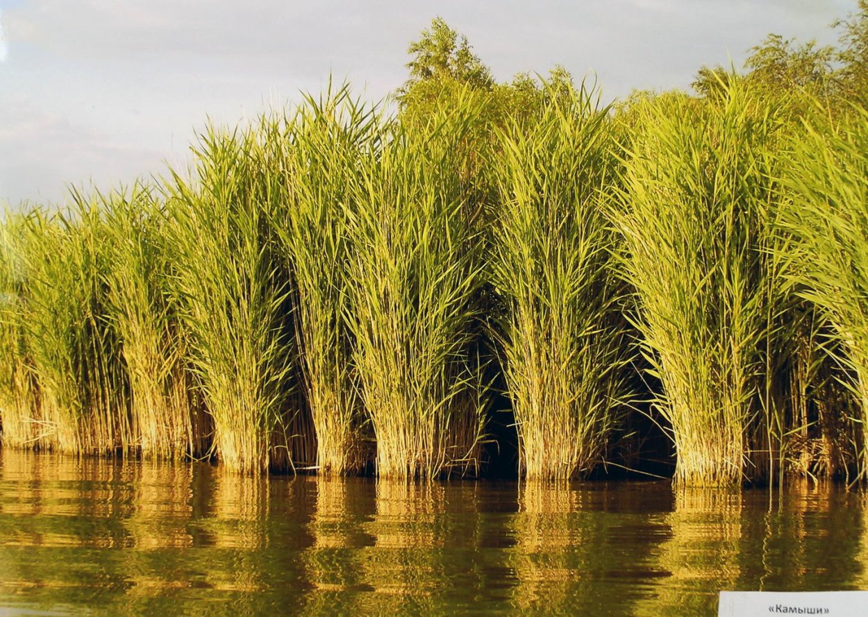 Рогоз, тростник, Сусак