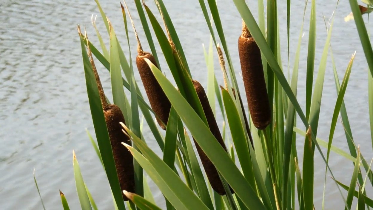 АИР болотный (Acorus Calamus)