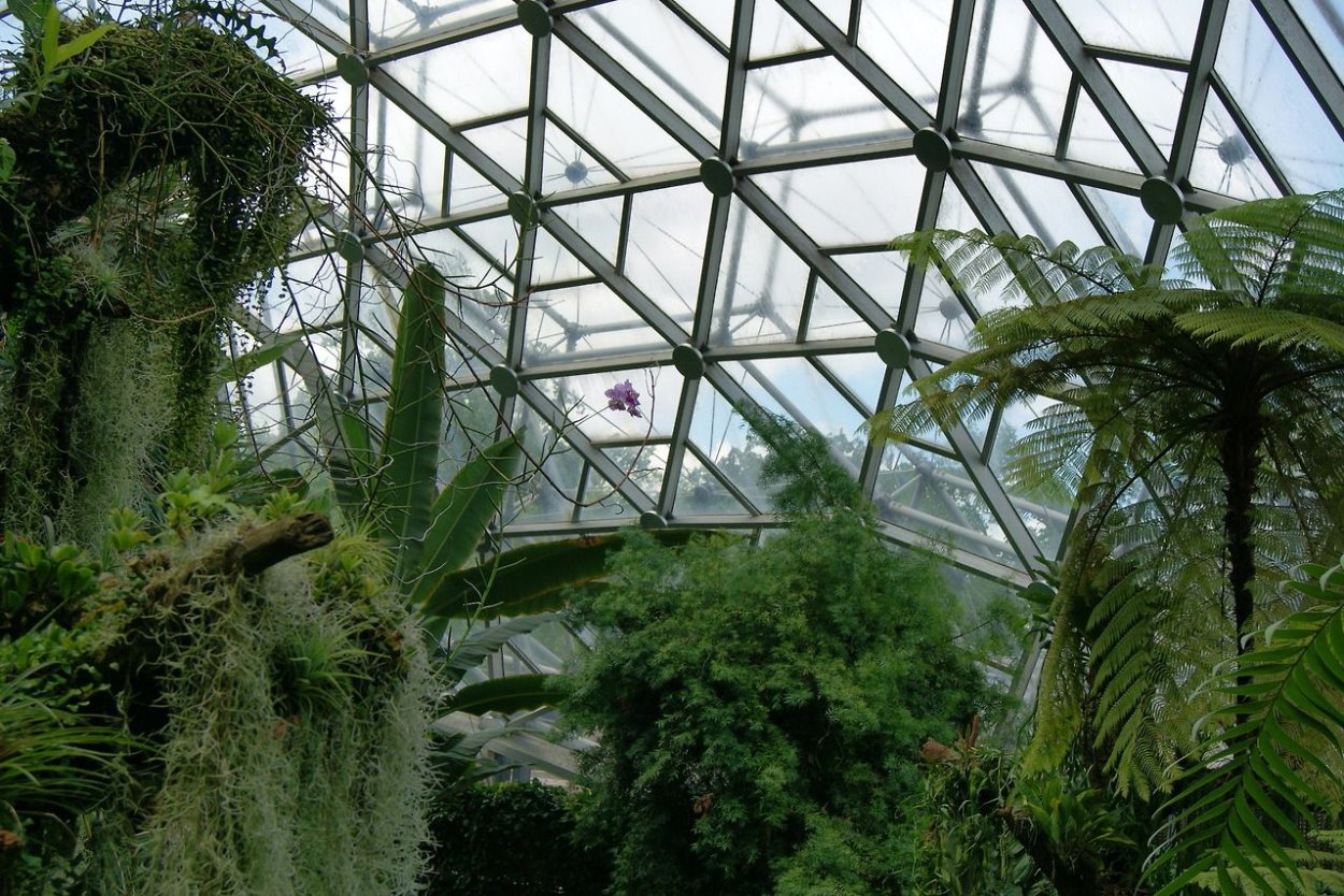 Главный Ботанический сад оранжерея