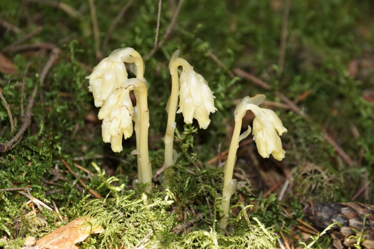 Подъельник обыкновенный сапротроф