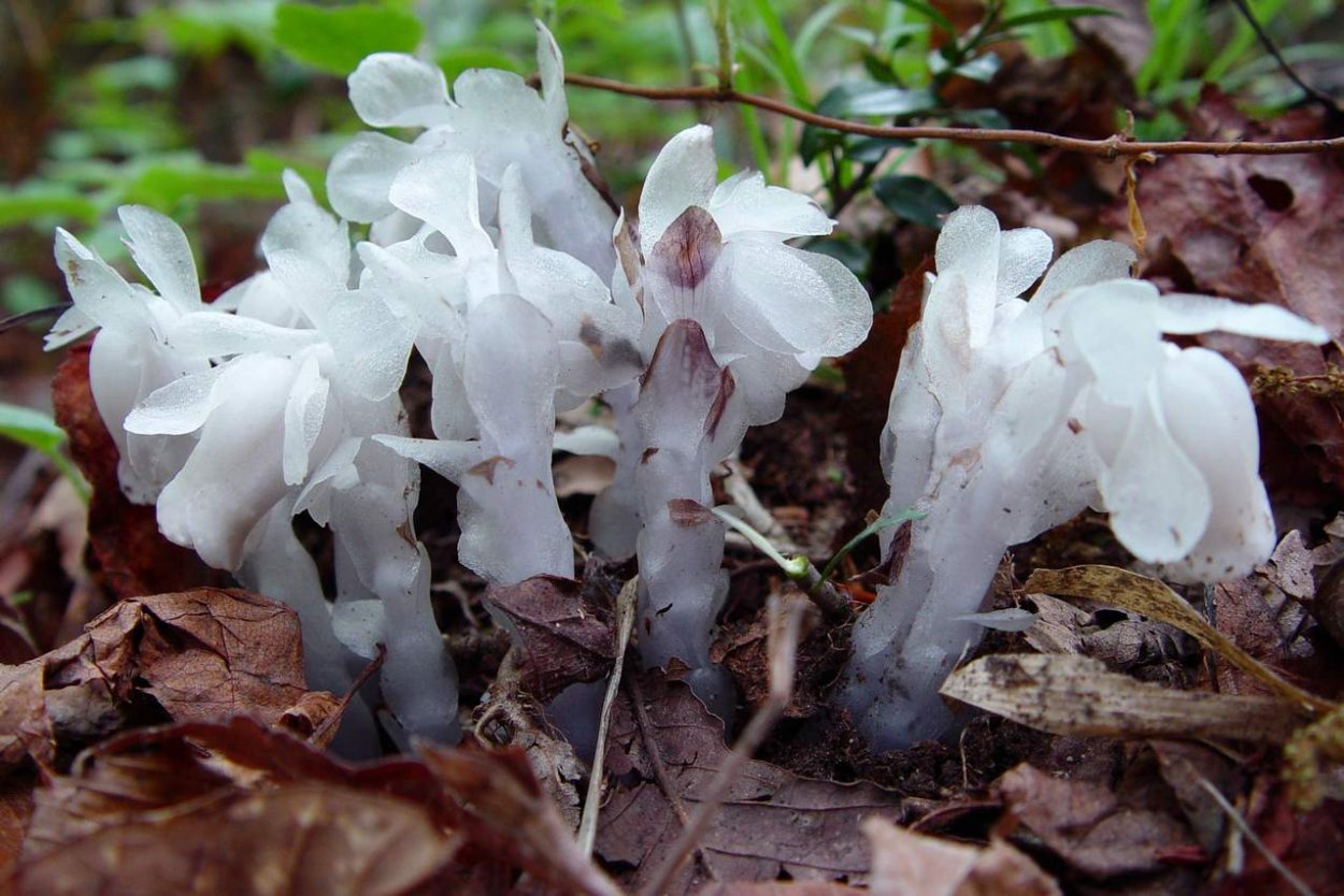 Indian Pipe Plant