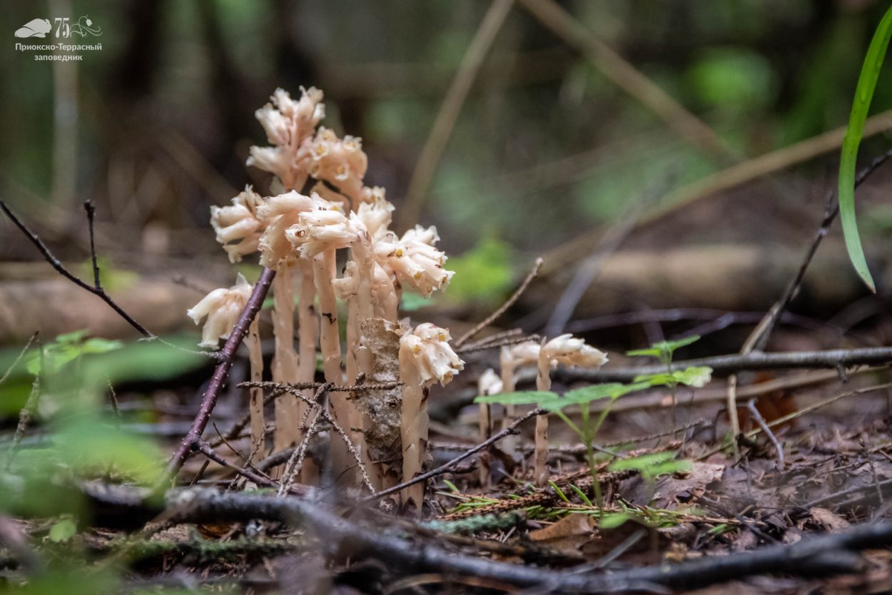 Монотропа одноцветковая