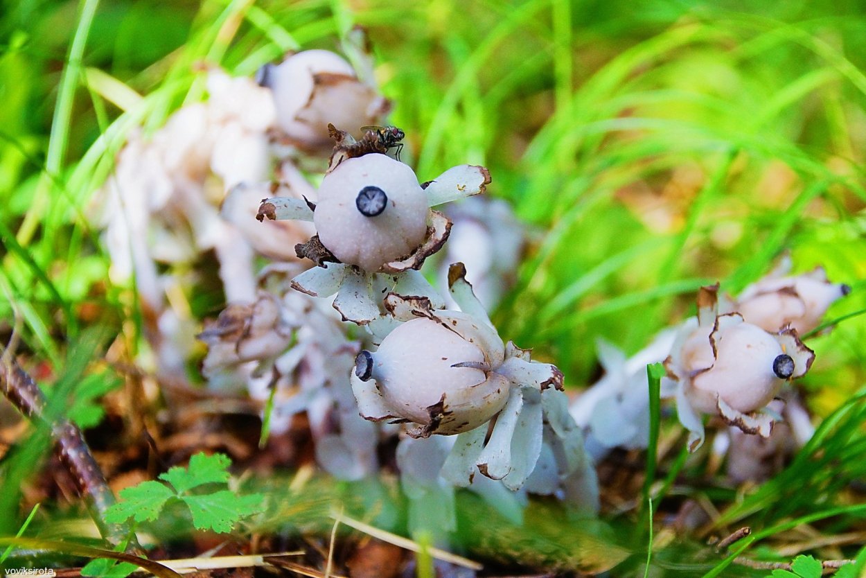 Цветок призрак гриб