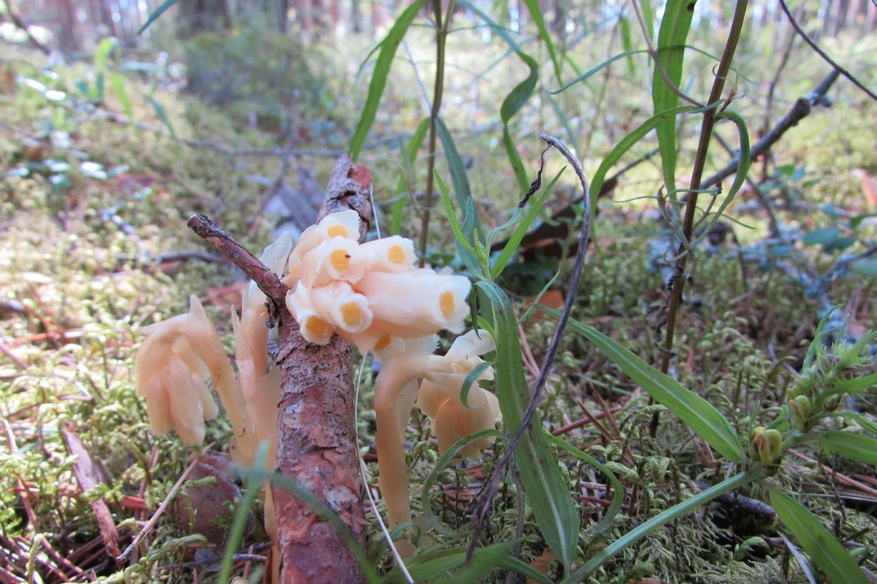 Подъельник одноцветковый (Monotropa uniflora)