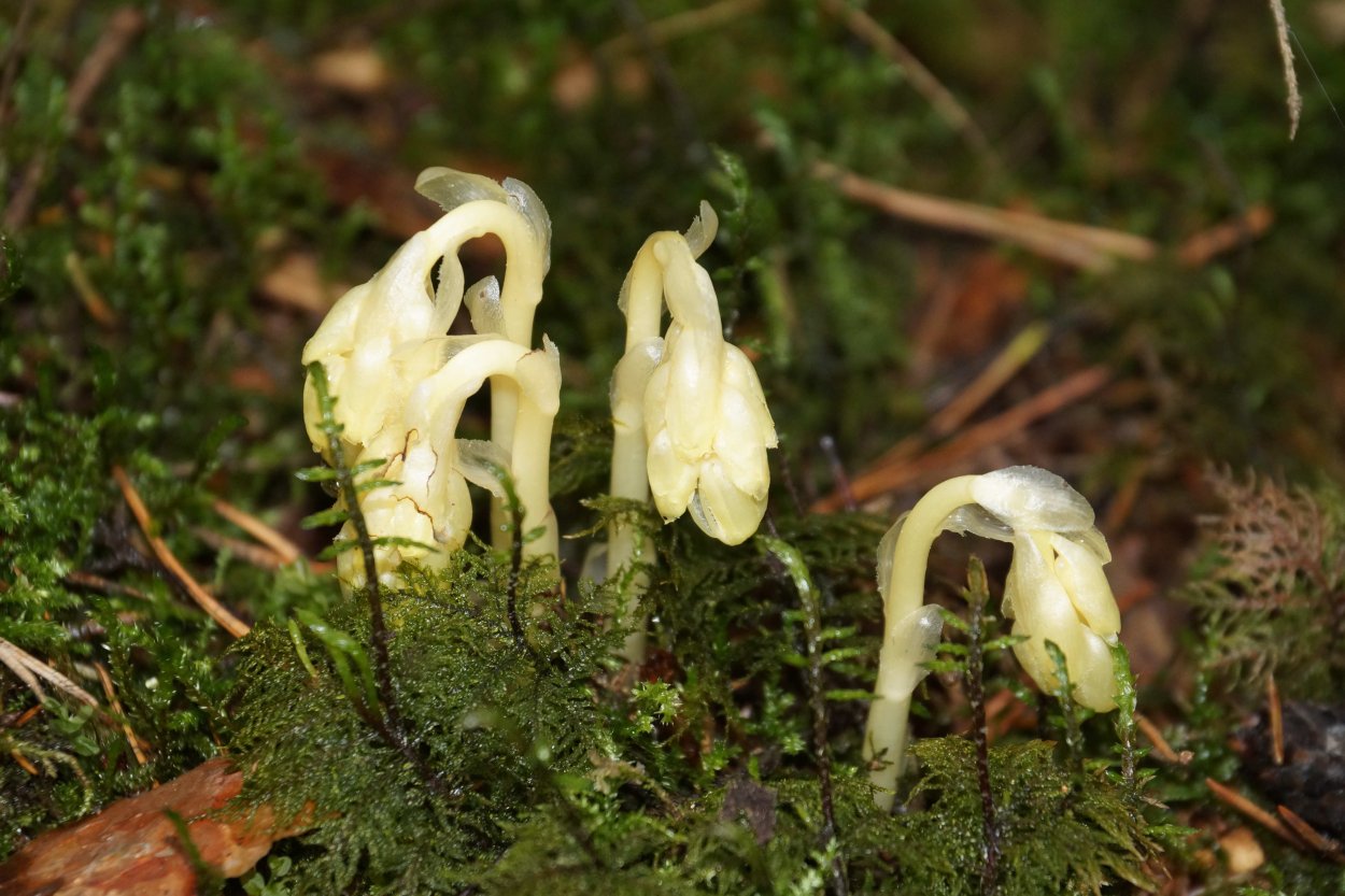 Подъельник (Monotropa)