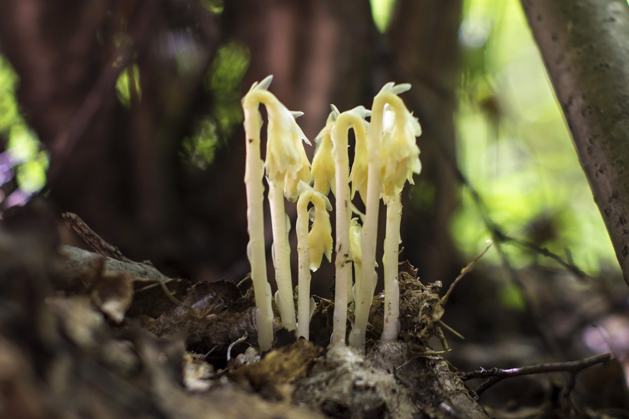 Monotropa Hypopitys