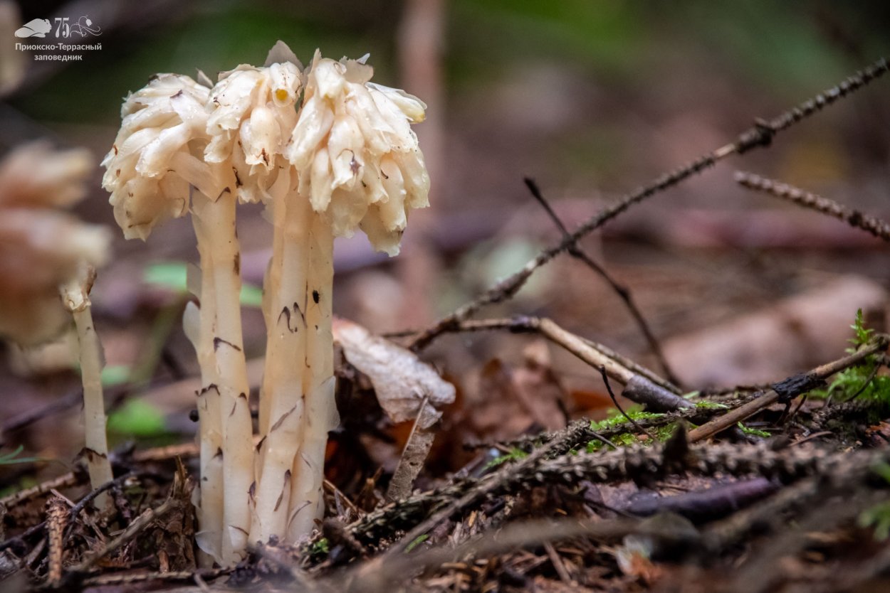 Подъельник (Monotropa)