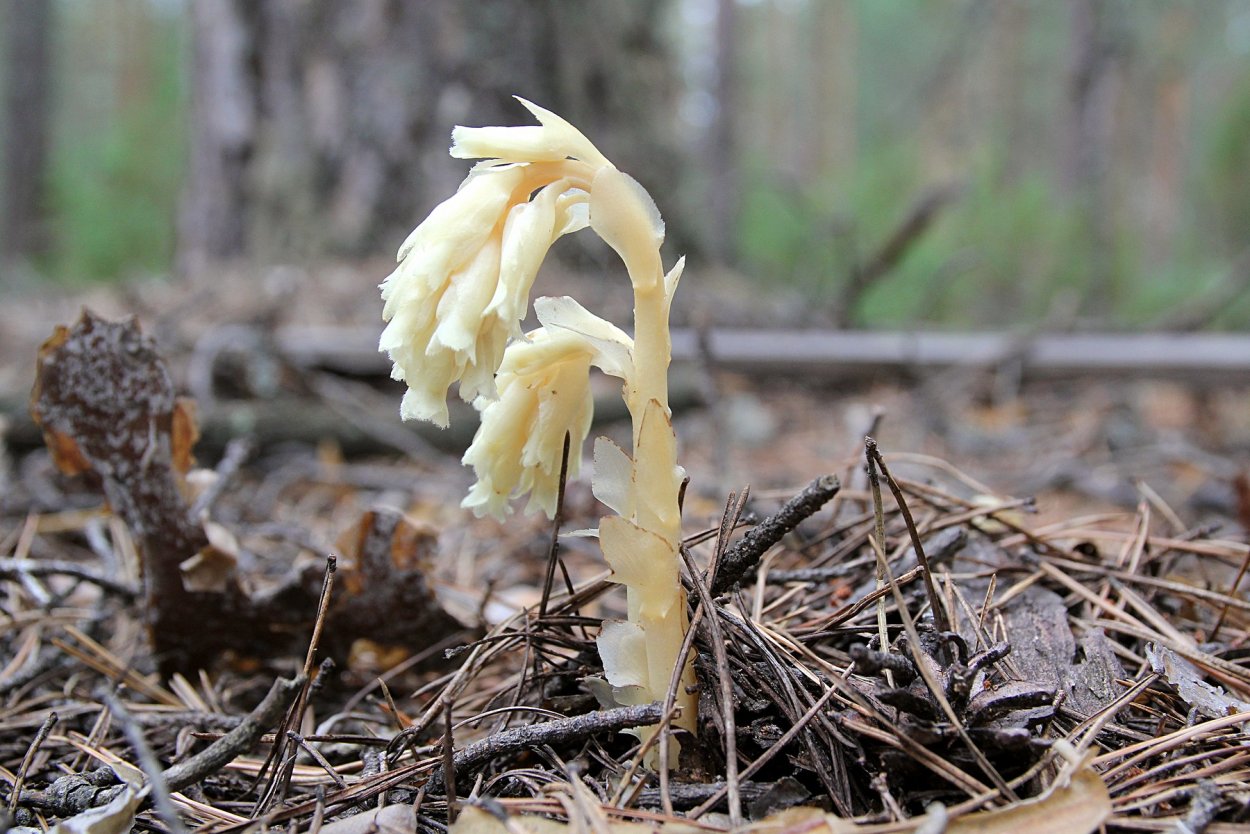 Подъельник (Monotropa)