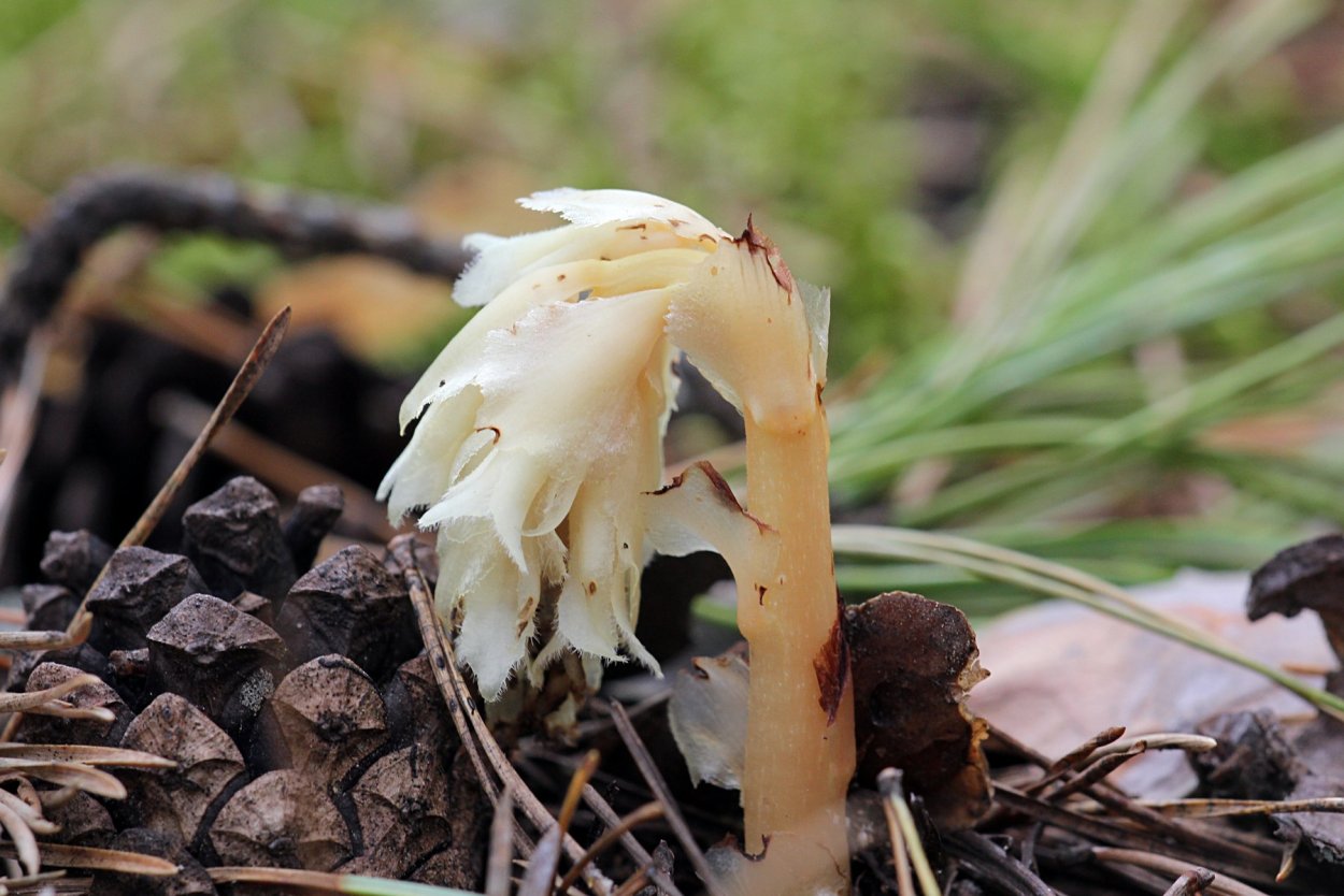 Подъельник (Monotropa)