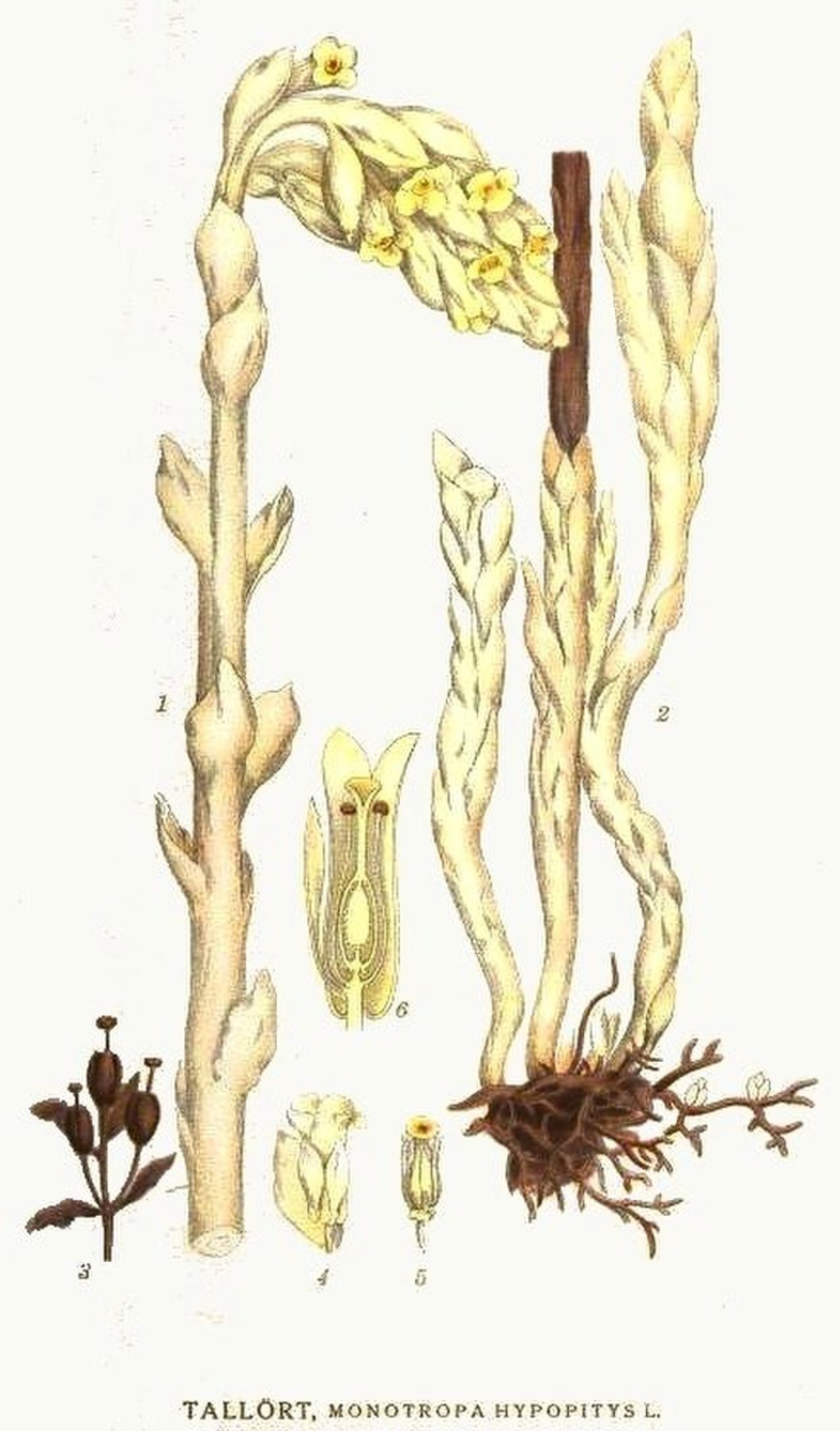 Neottia Nidus-avis(l.)Rich. - Гнездовка обыкновенная