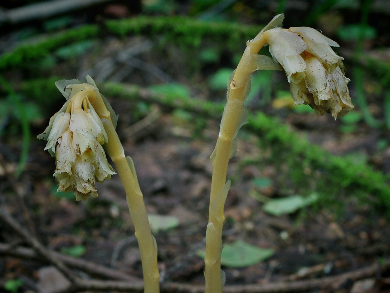 Подъельник (Monotropa)