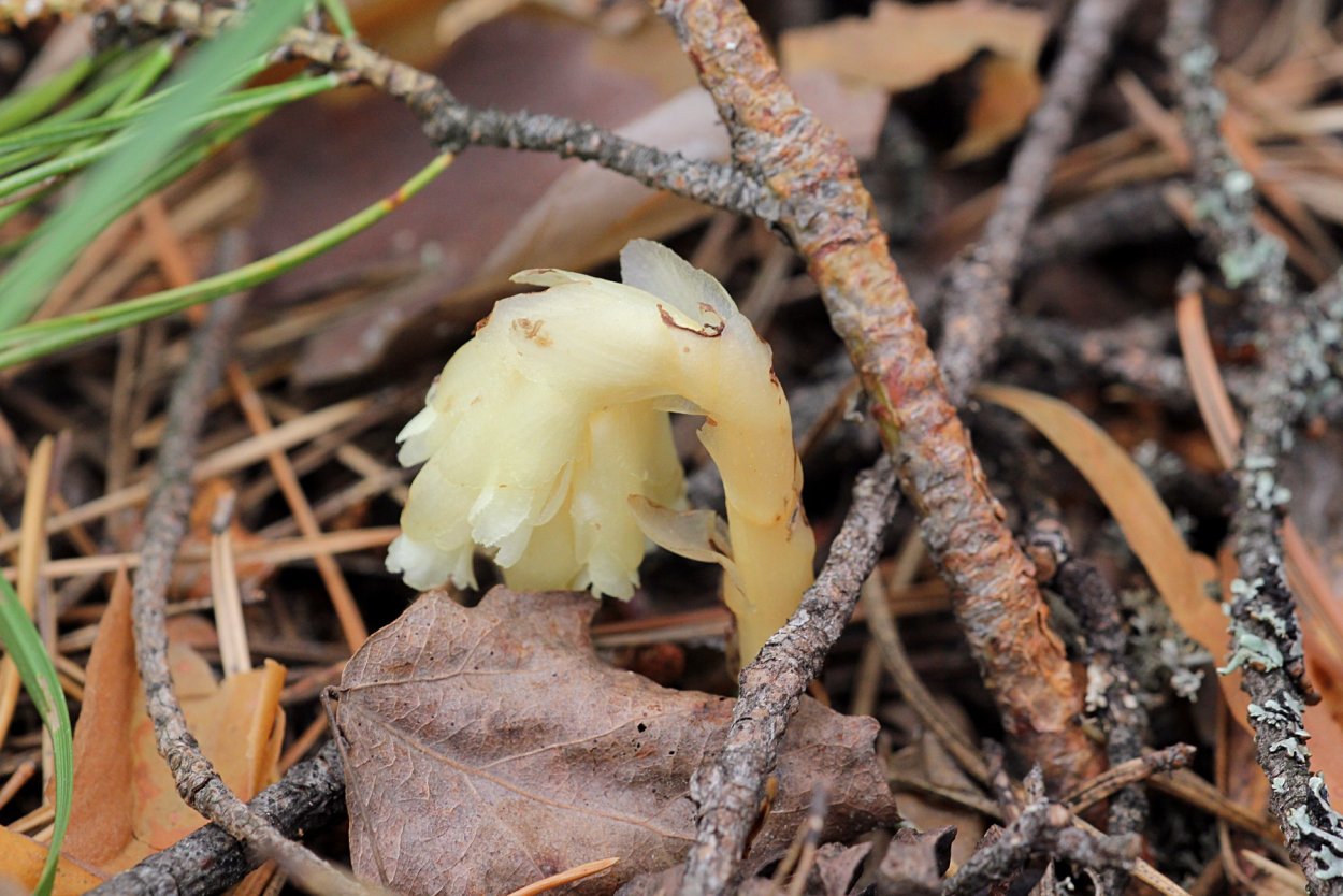 Гнездовка настоящая Подъельник