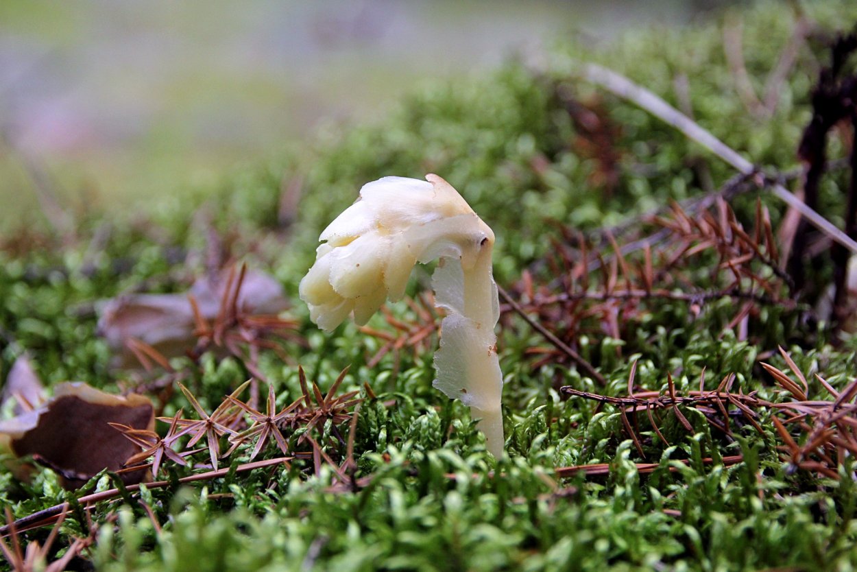 Подъельник обыкновенный