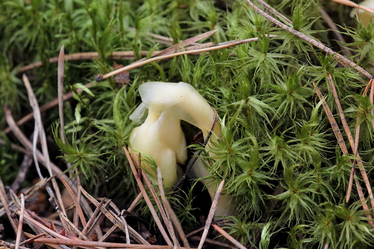 Микогетеротрофные орхидеи