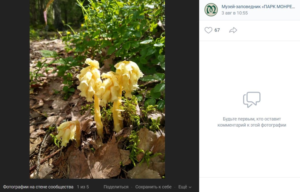 Подъельник обыкновенный