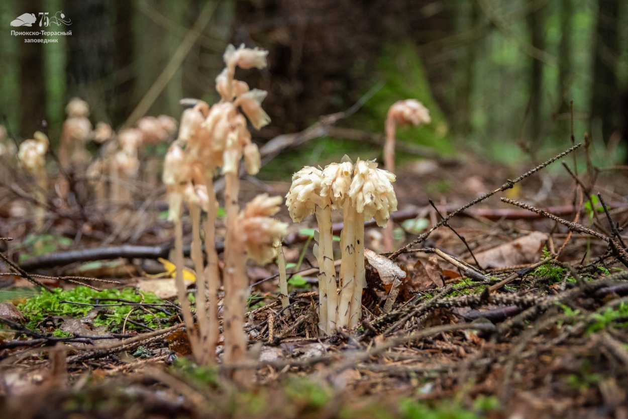 Подъельник одноцветковый